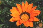 Orange Orange