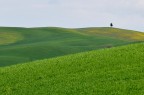 Solitario Solitario