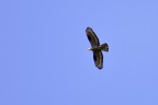 Falco pecchiaiolo Falco pecchiaiolo