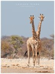 NMB|etosha