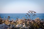 Scattata nei pressi di Peschici (FG)

55mm - f/10 - 1/125