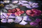 Orchidee Orchidee