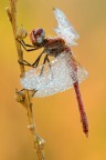 Sympetrum fonscolombii - maschio