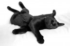 cat in black cat in black
