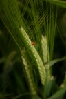 Punto rosso Punto rosso