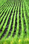 Ordine naturale Ordine naturale