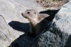 Marmotta Marmotta