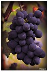 buona vendemmia buona vendemmia