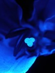 Fiore Blu Fiore Blu