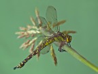 Aeshna-cjanea-(muller,1764)-femmina