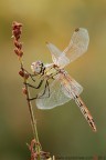 Miss Sympetrum