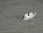 avocetta con anello