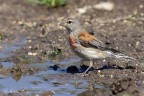 Fanello(Carduelis cannabina) Fanello(Carduelis cannabina)