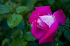 Rosa Rosa