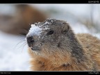 Marmotta # 4