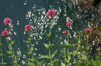 Acqua floreale Acqua floreale