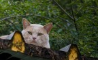 Occhi da Felino Occhi da Felino