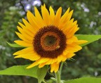 l'ape sul "sole" l'ape sul "sole"
