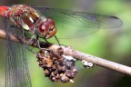 Libellula non ancora identificata Libellula non ancora identificata