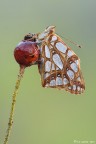 Il frutto Il frutto