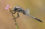 Orthetrum albistylum