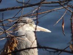 La brina sul becco. La brina sul becco.