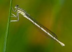 damigella damigella