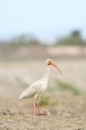 Ibis Ibis