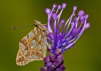 Issoria lathonia Issoria lathonia