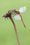 Sympetrum Fonscolombii Sympetrum Fonscolombii
