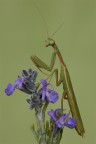 L'Eleganza...!!! L'Eleganza...!!!