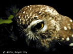Athene noctua - close up