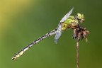 Ophiogomphus cecilia