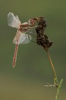 Libellula Libellula