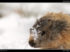 Marmotta # 5