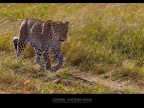 Leopardo Leopardo