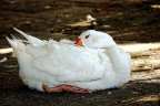 oca dormiente... oca dormiente...