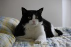 il mio supergattone, miao! il mio supergattone, miao!