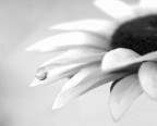 un fiore e la sua goccia un fiore e la sua goccia