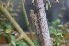 Locusta Locusta