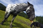 Cavallo montanaro Cavallo montanaro