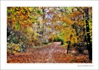 nel bosco nel bosco