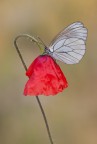 Principessa Aporia Principessa Aporia