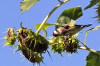 i girasoli e il cardellino i girasoli e il cardellino