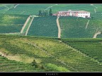 Vigneti # 1