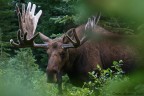 Moose!! Moose!!