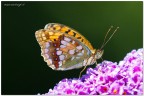 Butterfly Butterfly