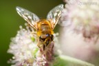 Gold fly Gold fly