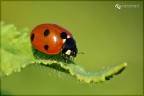 Lady bug 2