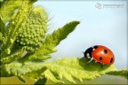 Lady bug 2